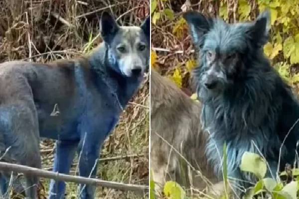 திடீரென நீல நிறத்தில் மாறும் நாய்கள்; மிரண்ட மக்கள் - என்ன காரணம்? | Chernobyl Dogs Are Turning Into Bright Blue Reason திடீரென நீல நிறத்தில் மாறும் நாய்கள்; மிரண்ட மக்கள் - என்ன காரணம்? | Chernobyl Dogs Are Turning Into Bright Blue Reason