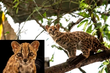 பொலிவியாவில் புதிய காட்டுப் பூனை இனம் கண்டுபிடிப்பு