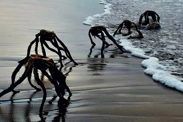 கடலுக்குள்ளிருந்து வந்த வேற்றுக்கிரக உயிரினங்கள்; வைரலாகும் புகைப்படம்! | Alien Creatures From The Sea Viral Photo