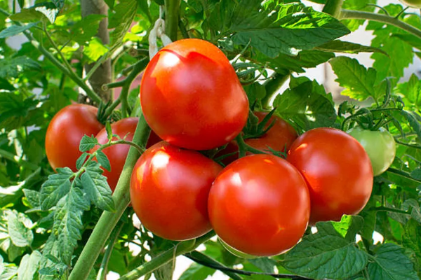 தக்காளி விலை வீழ்ச்சியால் விவசாயிகள் பாதிப்பு | Farmers Affected By Falling Tomato Prices