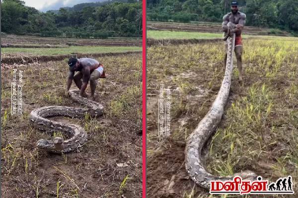 viral video: பிரம்மாண்டமாக வளர்ந்த ராட்சத மலைப்பாம்பை அசால்ட்டாக இழுத்துச்செல்லும் நபர்! | A Man Controlled Reticulated Python Viral Video