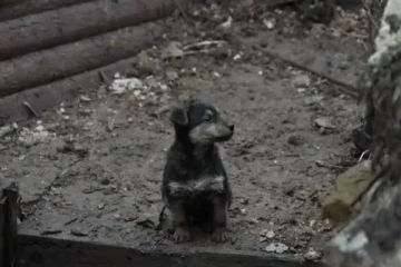 உக்கிரமடைந்த போருக்கு மத்தியில் உக்ரைன் ராணுவ வீரர்களின் நெகிழ்ச்சி செயல்... கொஞ்சி விளையாடும் நாய் குட்டி!