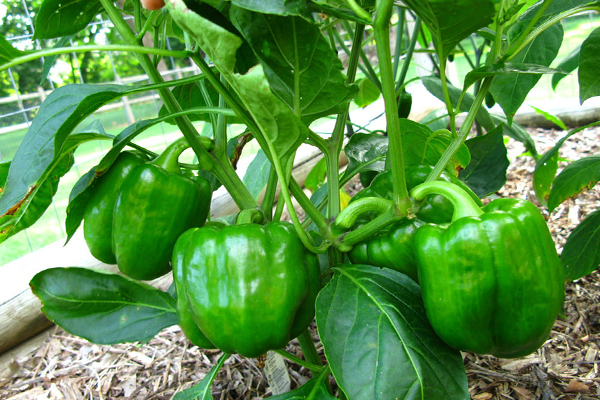 அதிகரிக்கப்பட்டுள்ள குடை மிளகாய் விளைச்சல் | Increased Chilli Yield அதிகரிக்கப்பட்டுள்ள குடை மிளகாய் விளைச்சல் | Increased Chilli Yield