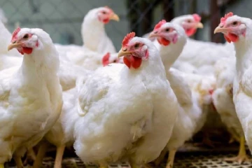 கோழி இறைச்சியின் விலை இரு மடங்கு அதிகரிப்பு