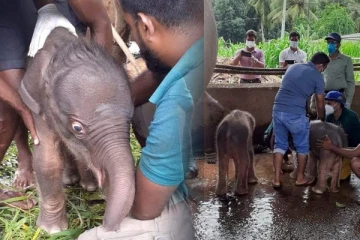 இலங்கையில் நடந்த அதிசயம்