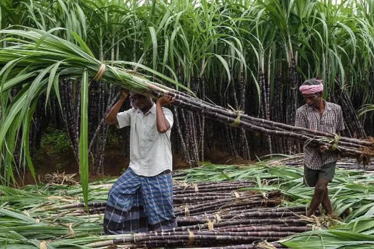 வெறும் 1 ரூபாய்க்கு 40 ஏக்கர் நிலம் - தொழில் தொடங்க அரசு சலுகை | Bihar Govt To Lease 40 Care For 1Rs For Sugar Mill