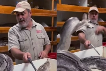 Viral video:பாய்ந்து கடிக்க முயன்ற மலைப்பாம்பு! மிரளவைக்கும் காட்சி