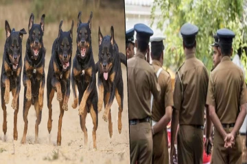 பொலிஸாருக்கு நாய்களை வைத்து பெண் செய்த சம்பவம் ; வீட்டில் கணவனும் மனைவியும் அரங்கேற்றிய செயல் அம்பலம்