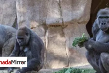 அமெரிக்காவிலுள்ள பூங்கா ஒன்றில் இரு கொரில்லா குரங்களுக்கு கொரோனா தொற்று உறுதி!