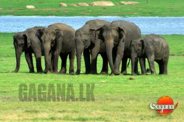 අනේ දෙයියනේ - රටපුරා ආබාධිත වනඅලි මෙච්චරක්