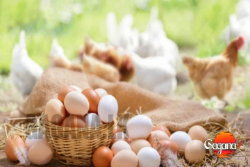 බිත්තර ගැන අලුත් ආරංචියක්