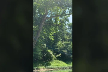 Optical illusion: கர்பார்வை கூர்மையாக உள்ளதா? இதிலுள்ள கழுகை கண்டுபிடிங்க