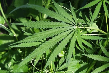 කංසා අපනයනයට විසල් අභියෝගයක්..