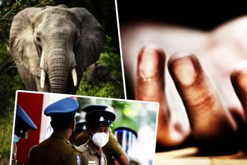 யானைக்கு பழத்தட்டு கொடுக்க முயன்ற சுற்றுலா வழிகாட்டிக்கு நேர்ந்த கதி!
