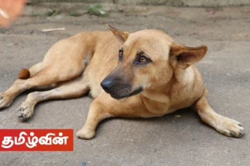 இலங்கையில் நாய்களிடையே பரவும் வைரஸ்! பல நாய்கள் மரணம்