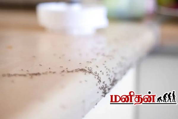 பாத்ரூமில் கருப்பு எறும்பு அதிகமாக இருக்கா? உங்களுக்கு தெரியாத அறிவியல் காரணம் | Reason For Black Ants In The Bathroom பாத்ரூமில் கருப்பு எறும்பு அதிகமாக இருக்கா? உங்களுக்கு தெரியாத அறிவியல் காரணம் | Reason For Black Ants In The Bathroom