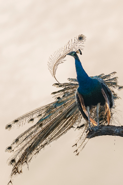 சோனி வேர்ல்ட் புகைப்பட விருது இறுதிப் பட்டியலில் இடம்பிடித்த இலங்கை மாணவர் | Sony World Photography Awards Finalists சோனி வேர்ல்ட் புகைப்பட விருது இறுதிப் பட்டியலில் இடம்பிடித்த இலங்கை மாணவர் | Sony World Photography Awards Finalists