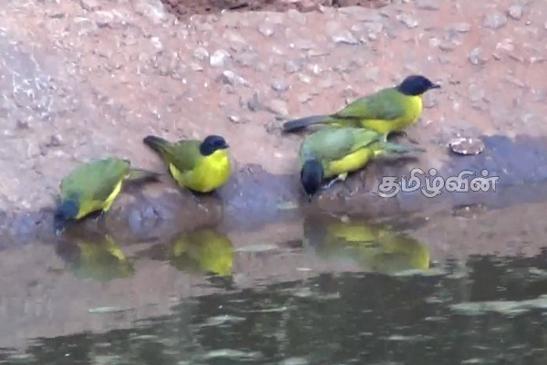 கடும் வறட்சியால் வில்பத்து சரணாலய விலங்குகள் பாதிப்பு | Animals Birds In Wilpattu National Park Effected