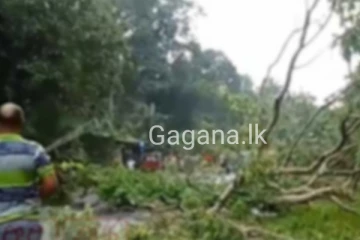 දේවි බාලිකා අසලම ගසක් කඩා වැටීමෙන් මාර්ගය අවසර වෙයි..