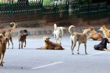 உயிரிழக்கும் அபாயத்தை எதிர்நோக்கியுள்ள 50 நாய்கள்: மிருக சங்கம் விடுத்த கோரிக்கை!