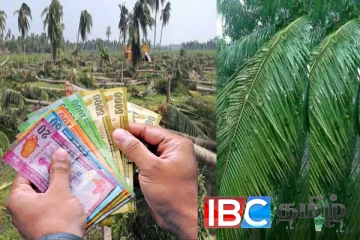 வெட்டி அழிக்கப்படும் 5000 தென்னை மரங்கள் : இழப்பீட்டுத் தொகை தொடர்பில் வெளியான தகவல்