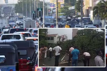 கொழும்பில் பாடசாலை அருகில் சரிந்து விழுந்த பாரிய மரம்