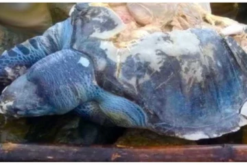 உயிரிழந்து கரை ஒதுங்கிய ஆமைகள் சிங்கப்பூருக்கு அனுப்பப்படும்?