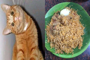 பிரியாணியில் பூனைக்கறி...சென்னையில் மட்டனுடன் கலந்து விற்கப்படும் பூனைக்கறி