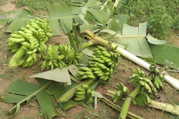 காட்டு யானைகளால் வாழ வழியின்றி தவிக்கும் மக்கள்