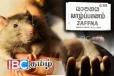 யாழில் பரவும் மர்மக் காய்ச்சல் :வெளியானது அறிவிப்பு