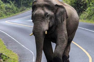 மகன் கண்முன்னே தாய்க்கு நேர்ந்த சோகம்