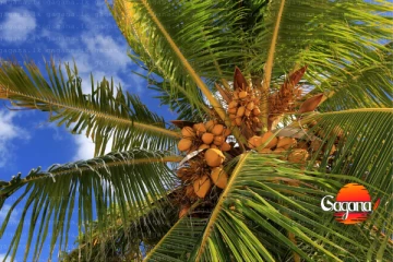 ජනතාවට වාසියක් - පොල් පැළ ලක්ෂ 05ක් නොමිලේ