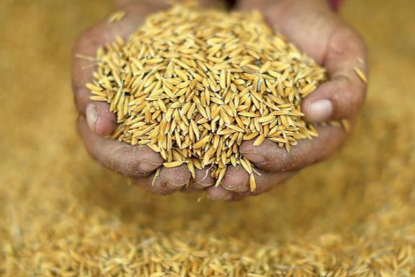 அரிசி விலை அதிகரிப்பிற்கு வெளியான காரணம் | Increase In The Price Of Rice