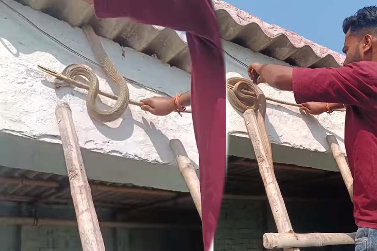 சீறிய விஷப்பாம்பை அசால்டாக பிடித்த நபர்... பயமுறுத்தும் காணொளி | Man Catch Cobra Snake Viral Video சீறிய விஷப்பாம்பை அசால்டாக பிடித்த நபர்... பயமுறுத்தும் காணொளி | Man Catch Cobra Snake Viral Video