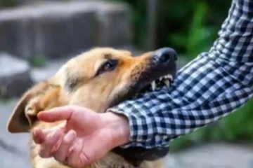 திடீரென்று நாய் கடித்தால் என்ன செய்யலாம்..?? இதோ உங்களுக்கான டிப்ஸ்..!!