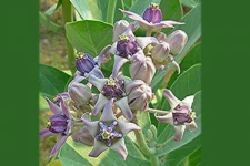 வாதவலி வீக்கம், காக்கை வலிப்புக்கு இந்த செடியின் இலை வைத்தே குணமாக்கிடலாம்!