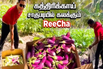 றீ(ச்)ஷா பண்ணையில் இயற்கை உரங்களால் அமோக விளைச்சல் தரும் கத்தரிக்காய்