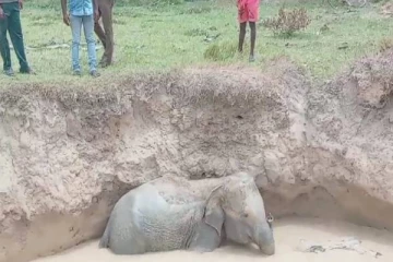 தமிழர் பகுதியொன்றில் கிணற்றில் விழுந்த யானைக்குட்டி!