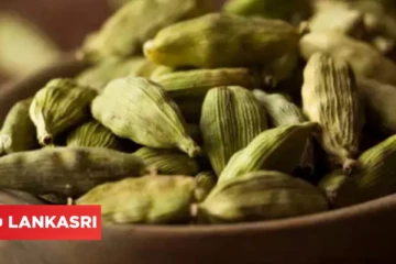 வாய்துர்நாற்றம் வராமல் தடுக்க, வயிற்றுவலியை போக்க இந்த பொருளை அப்படியே சாப்பிடலாம்!