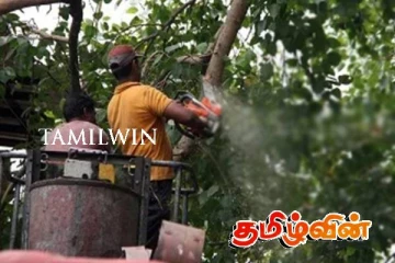 கொழும்பில் ஆபத்தான மரங்கள்: உயிர்ச்சேதங்களும் ஏற்படலாம் என எச்சரிக்கை