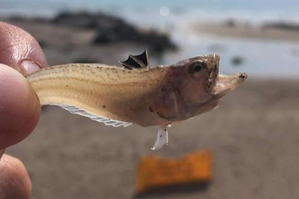 மீன் வடிவில் காத்திருக்கும் பேராபத்து! மண்ணில் பதுங்கி இருக்கும் அதிர்ச்சி | This Sea Creature Camouflages Itself In Sand