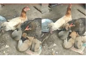 தாயை இழந்த நாய் குட்டிகளுக்கு தாயாக மாறிய கோழி! வீடியோ வைரல்