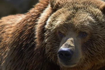 கனடாவில் கரடிகளை படம் பிடிக்க சென்ற புகைப்படக்கலைஞரை தாக்கிய கரடி