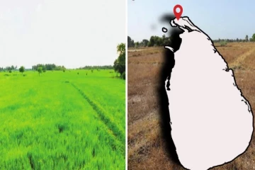 யாழில் தீவிரமடையும் வறட்சி நிலை! அதிகரிக்கும் பாதிப்புகள் 