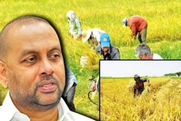 விவசாயிகளிடமிருந்து நெல் கொள்வனவு இன்று முதல் ஆரம்பம் - மகிந்த அமரவீர