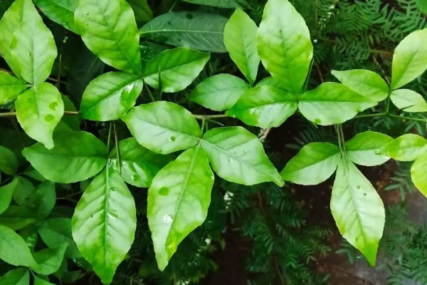 வெறும் வயிற்றில் 4 வில்வ இலைகள் - உடலுக்கு கிடைக்கும் நன்மை | Benefits In Vilvam Leaf Chewing Empty Stomach