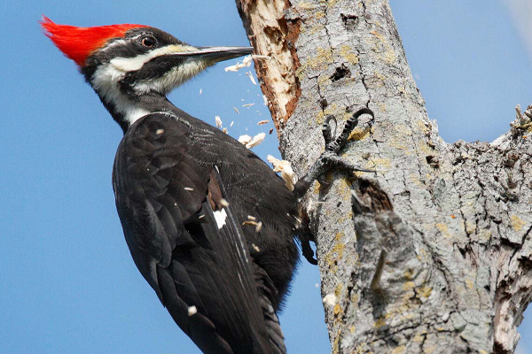 17 ஆண்டுகள் தூங்கும் உயிரினம் எது தெரியுமா? பலரும் அறிந்திடாத வினோத தகவல் | World Invention Incident Collection