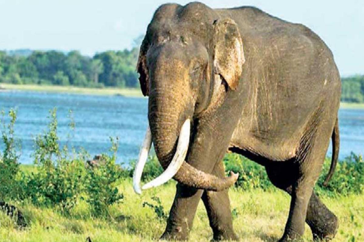 தீவிர சிகிச்சை பலனின்றி காவன்திஸ்ஸ யானை உயிரிழப்பு | Elephant Kavanthi Dies Despite Intensive Treatment