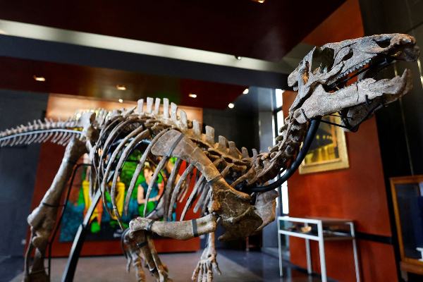 பாரிஸில்11 கோடிக்கு ஏலம் போகும் டைனோசர் எலும்புக்கூடு | Dinosaur Skeleton To Be Auctioned In Paris பாரிஸில்11 கோடிக்கு ஏலம் போகும் டைனோசர் எலும்புக்கூடு | Dinosaur Skeleton To Be Auctioned In Paris