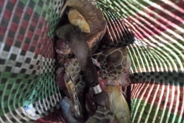 காரைநகரில் கடலாமை இறைச்சியுடன் ஐவர் கைது(Photo)